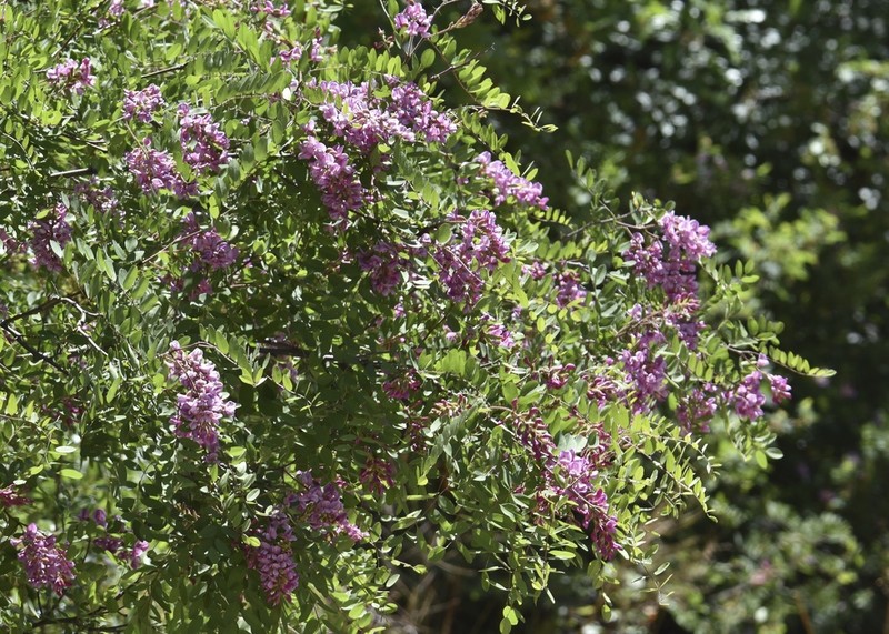 New Mexico Locust photo 6