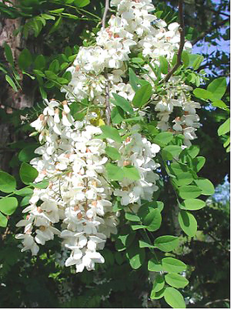 Black Locust