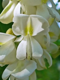 Black Locust
