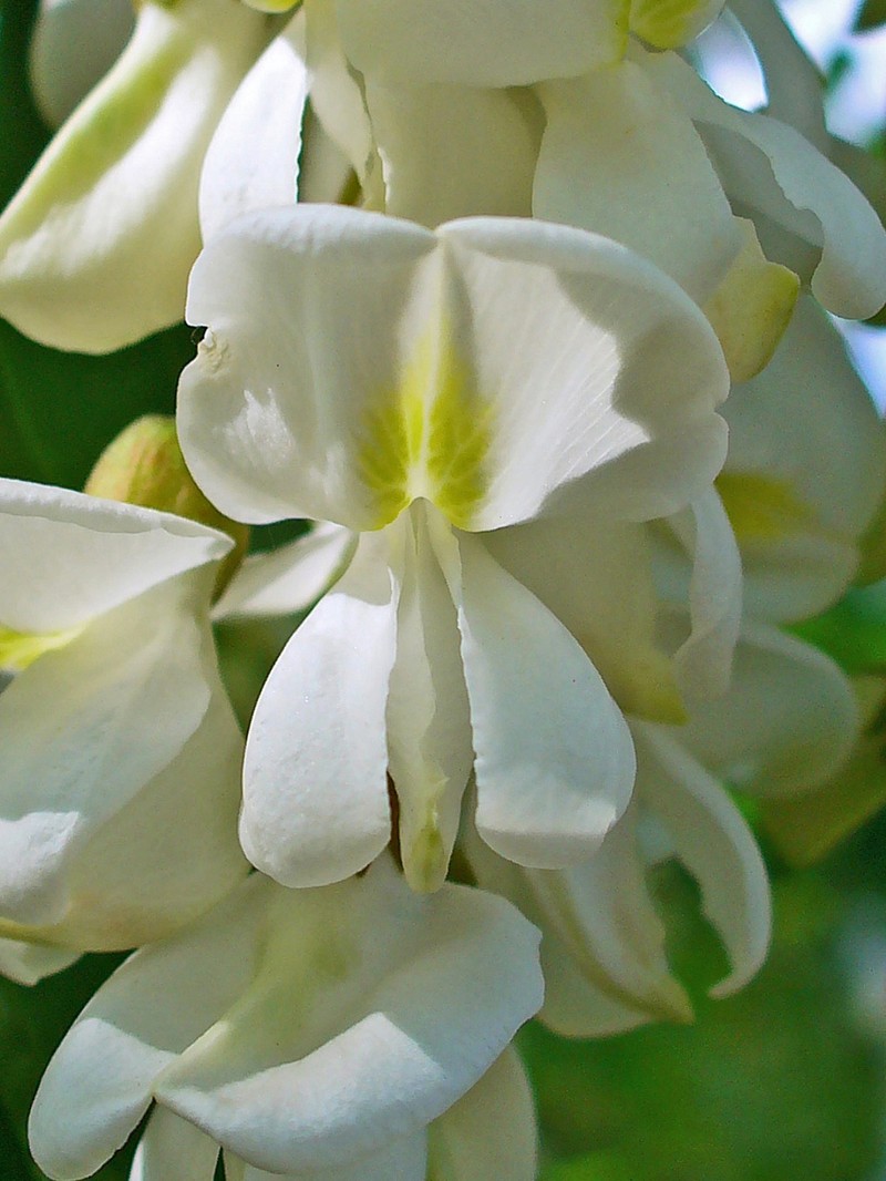 Black Locust photo 2