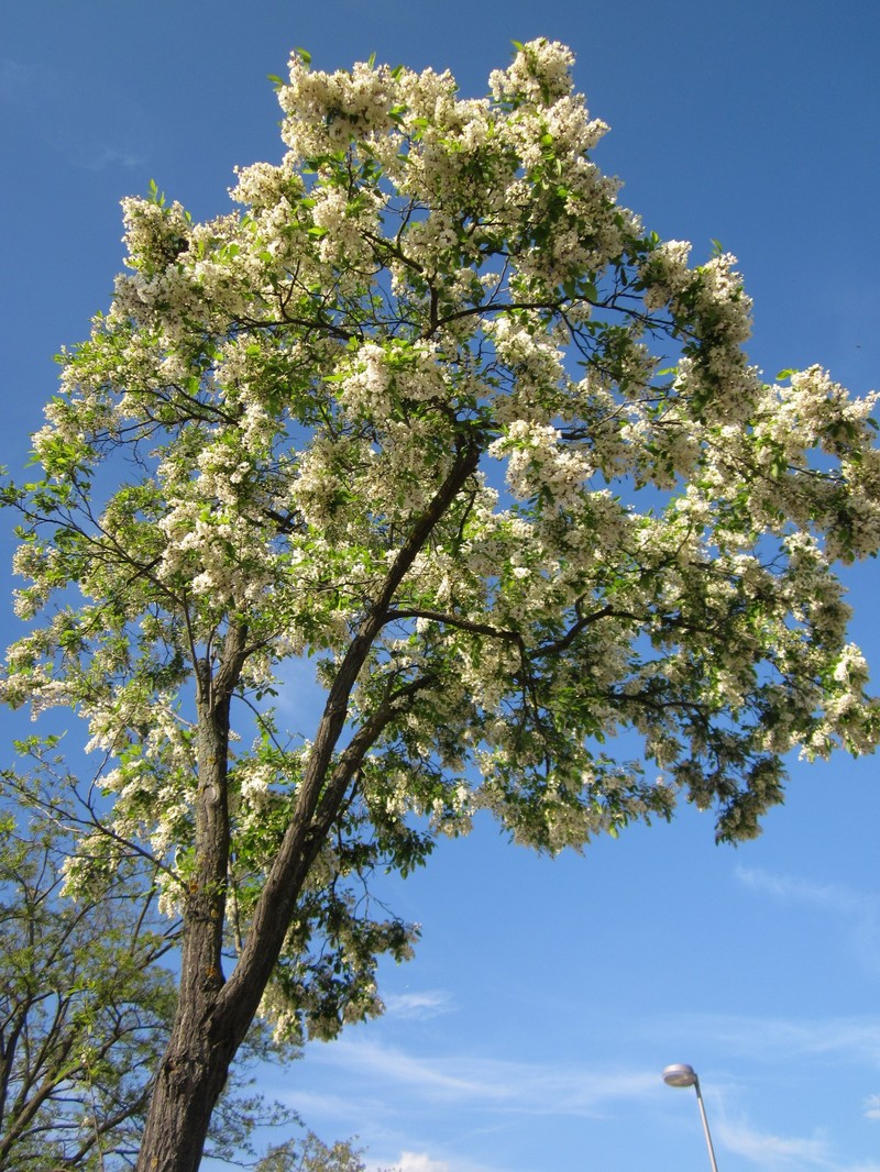 Black Locust photo 5