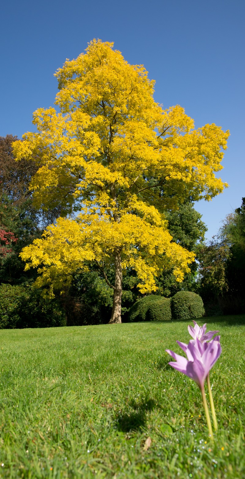 Black Locust photo 7