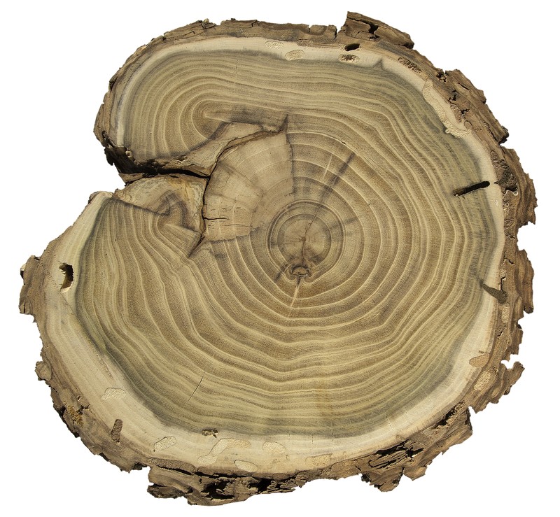 Black Locust photo 6