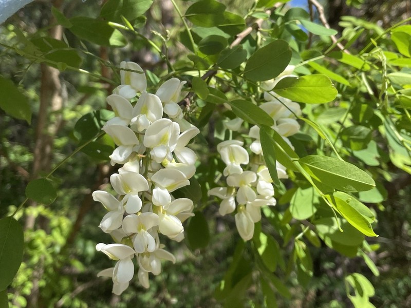 Black Locust photo 8