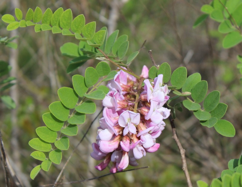 Clammy Locust photo 5