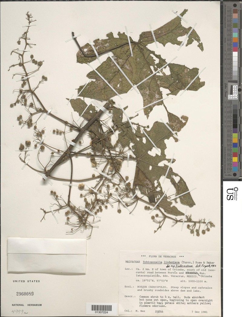 Robinsonella lindeniana subsp. lindeniana