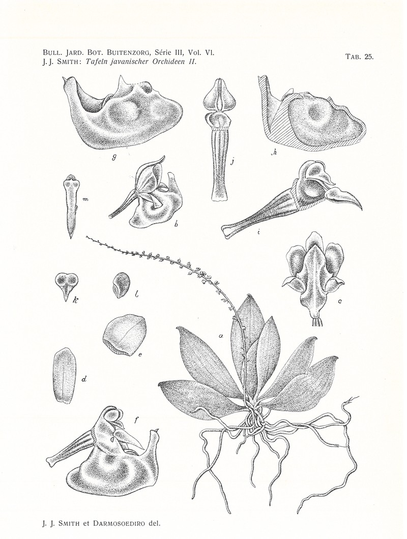 Robiquetia micrantha