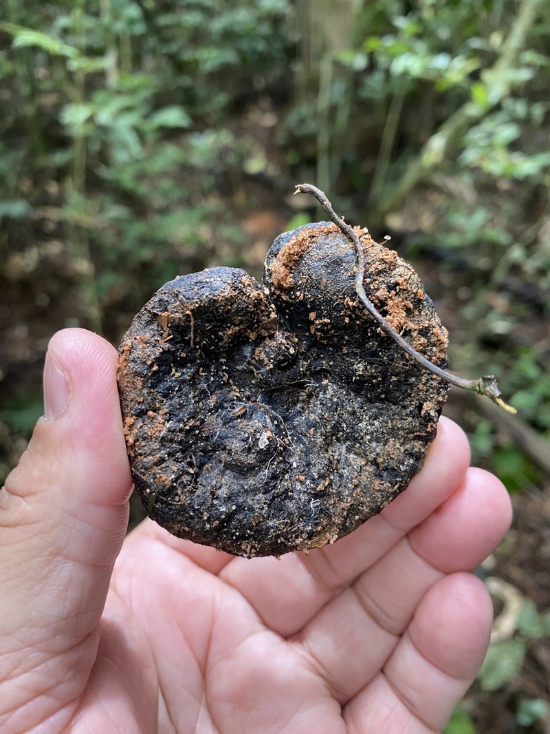 Robrichia glaziovii photo 3