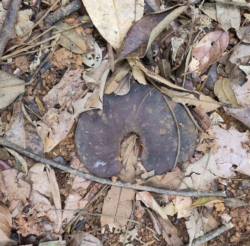 Robrichia oldemanii