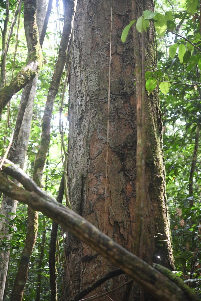 Robrichia schomburgkii