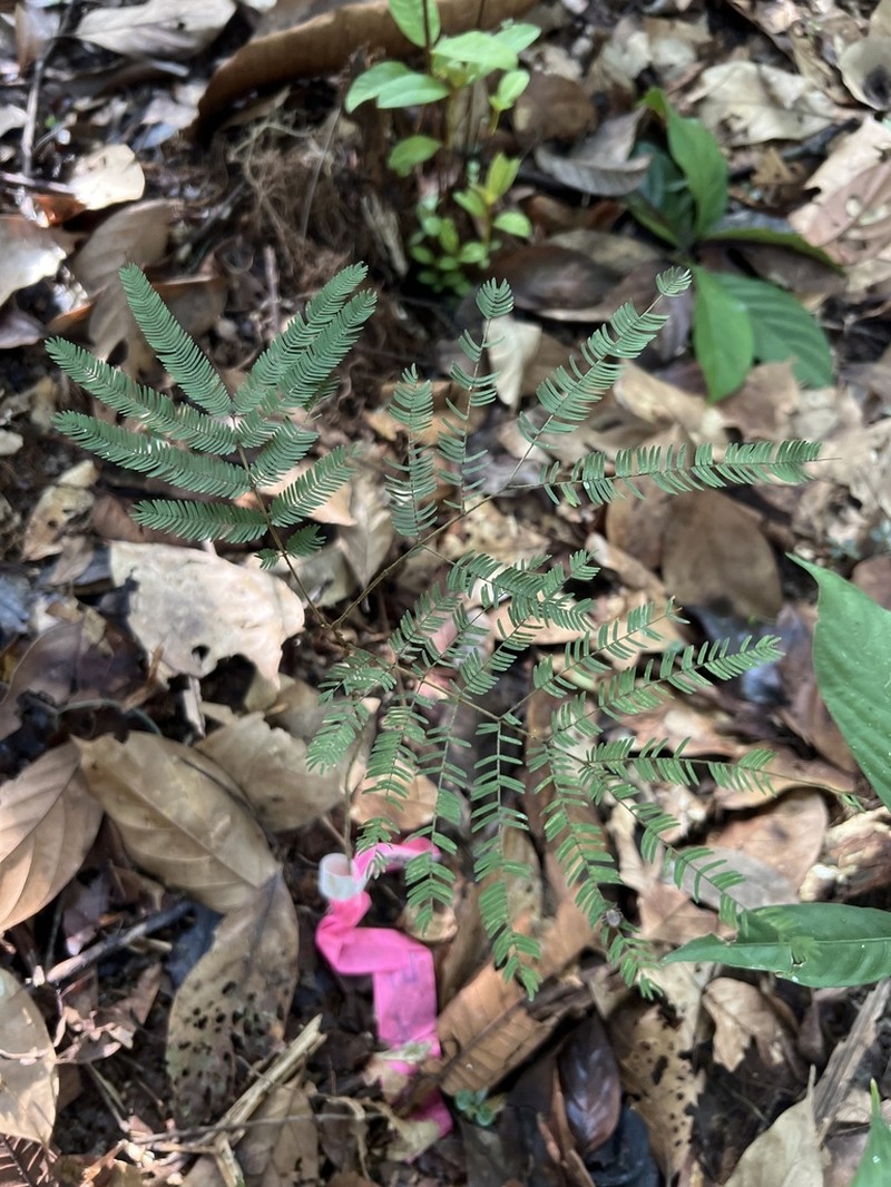 Robrichia schomburgkii photo 2