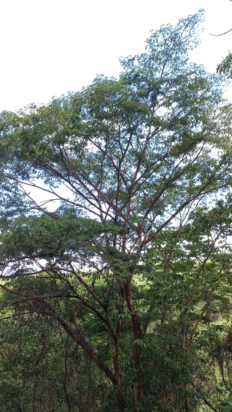 Robrichia schomburgkii photo 3