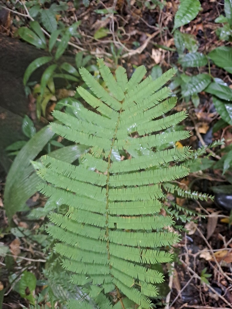 Robrichia schomburgkii photo 4