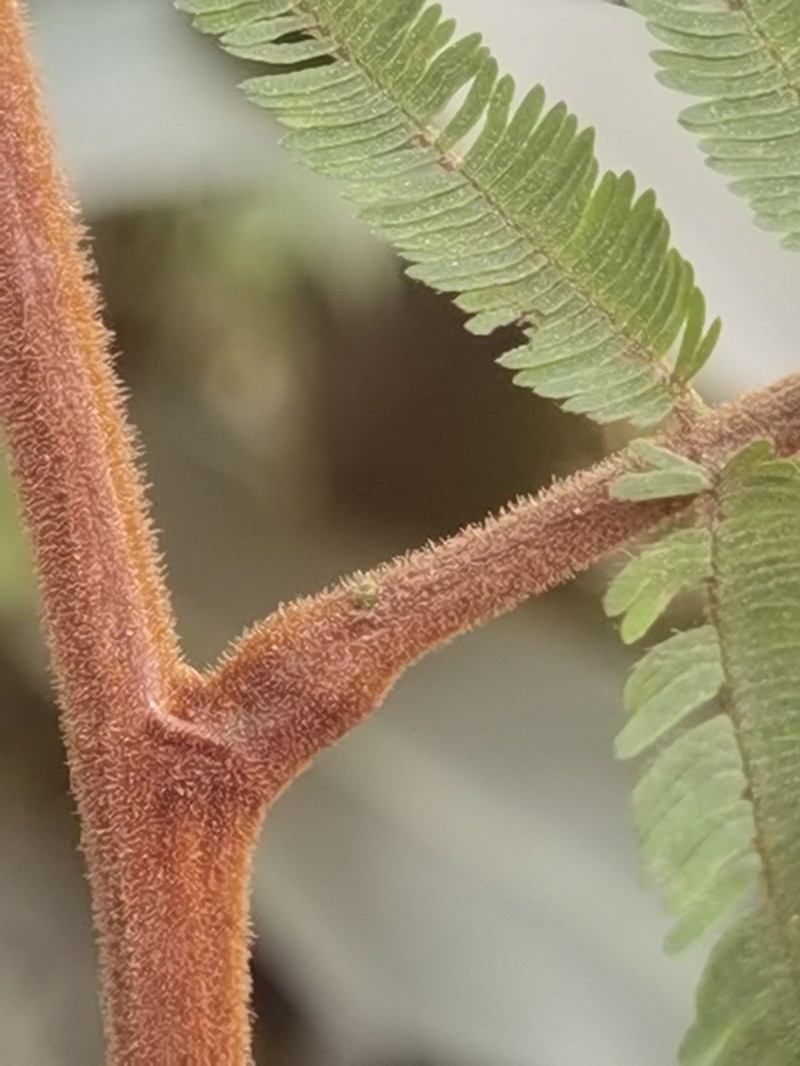 Robrichia schomburgkii photo 5