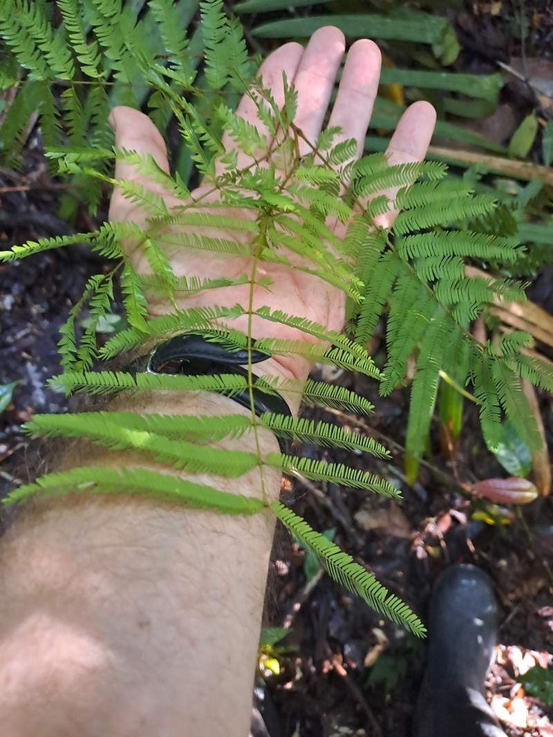 Robrichia schomburgkii photo 8