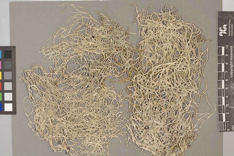 Babington's Roccella Lichen