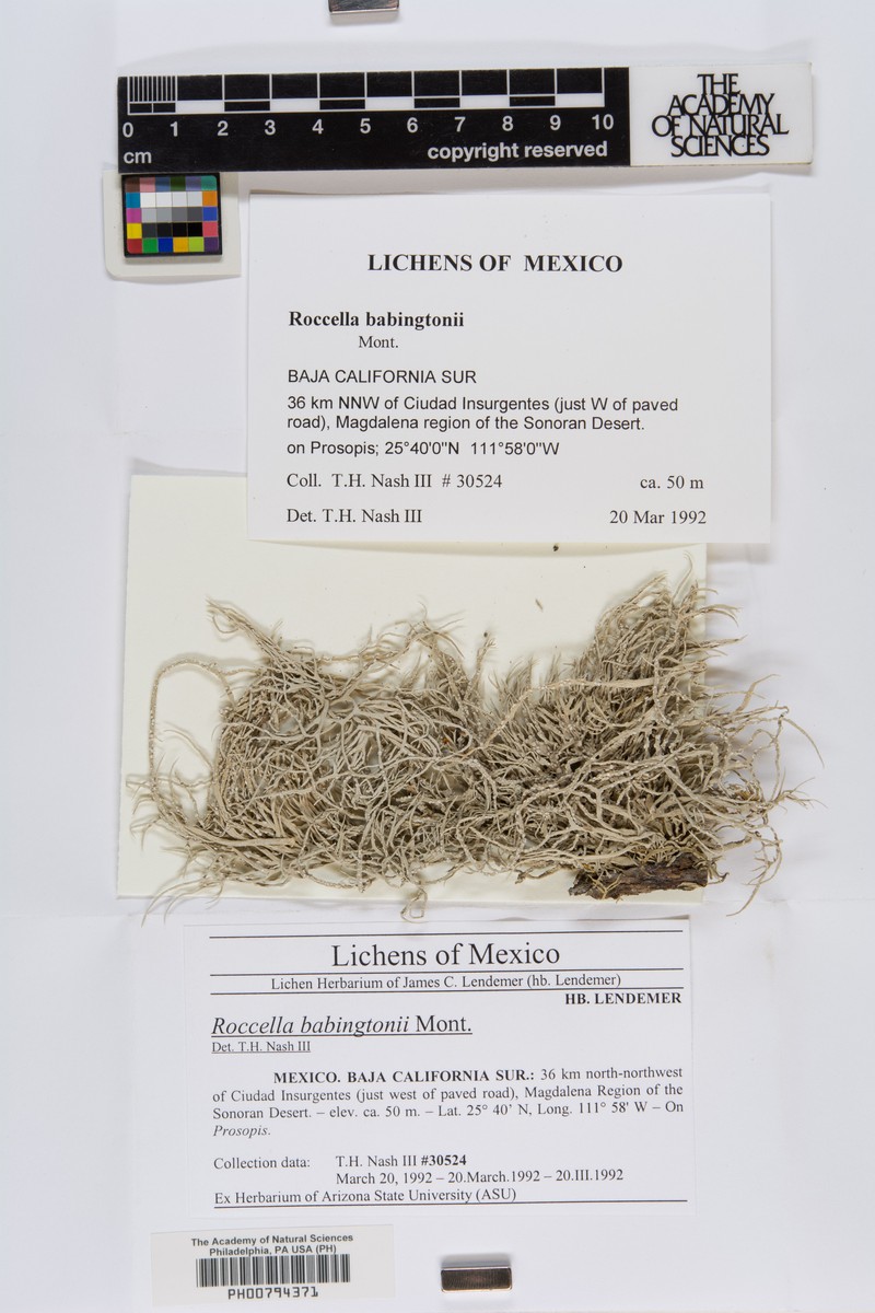 Babington's Roccella Lichen photo 3