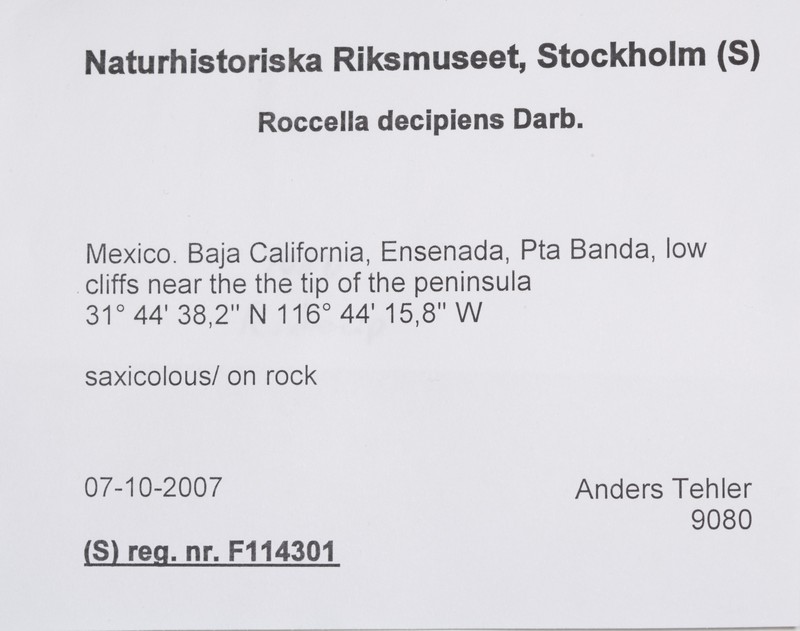 Roccella Lichen