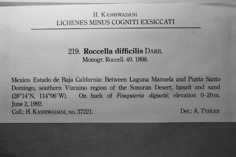 Roccella Lichen photo 3