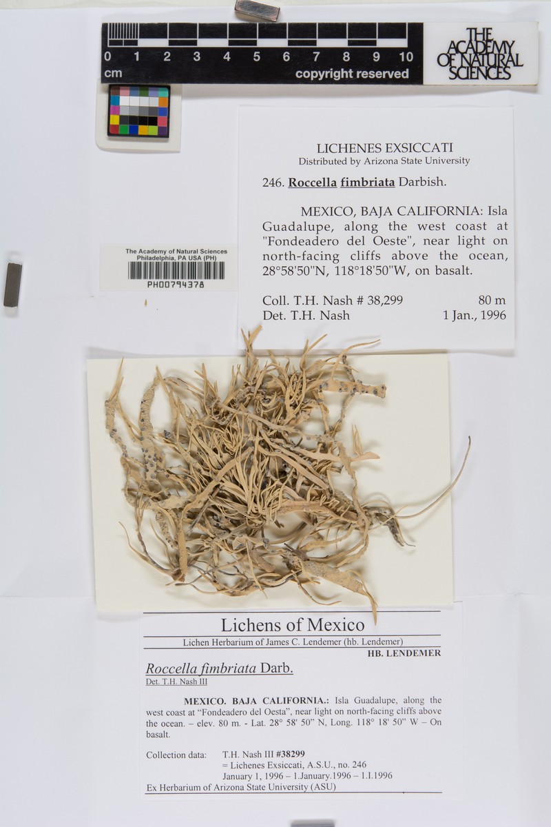 Roccella Lichen photo 5