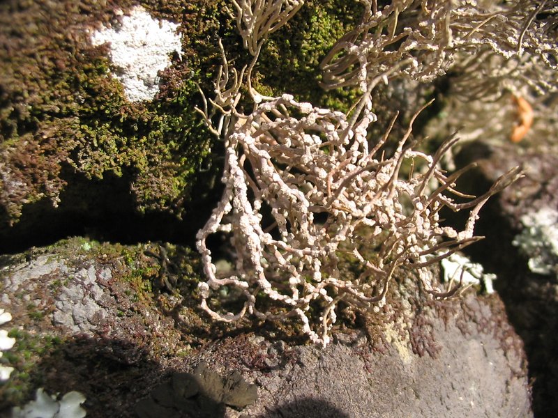 Roccella Lichen