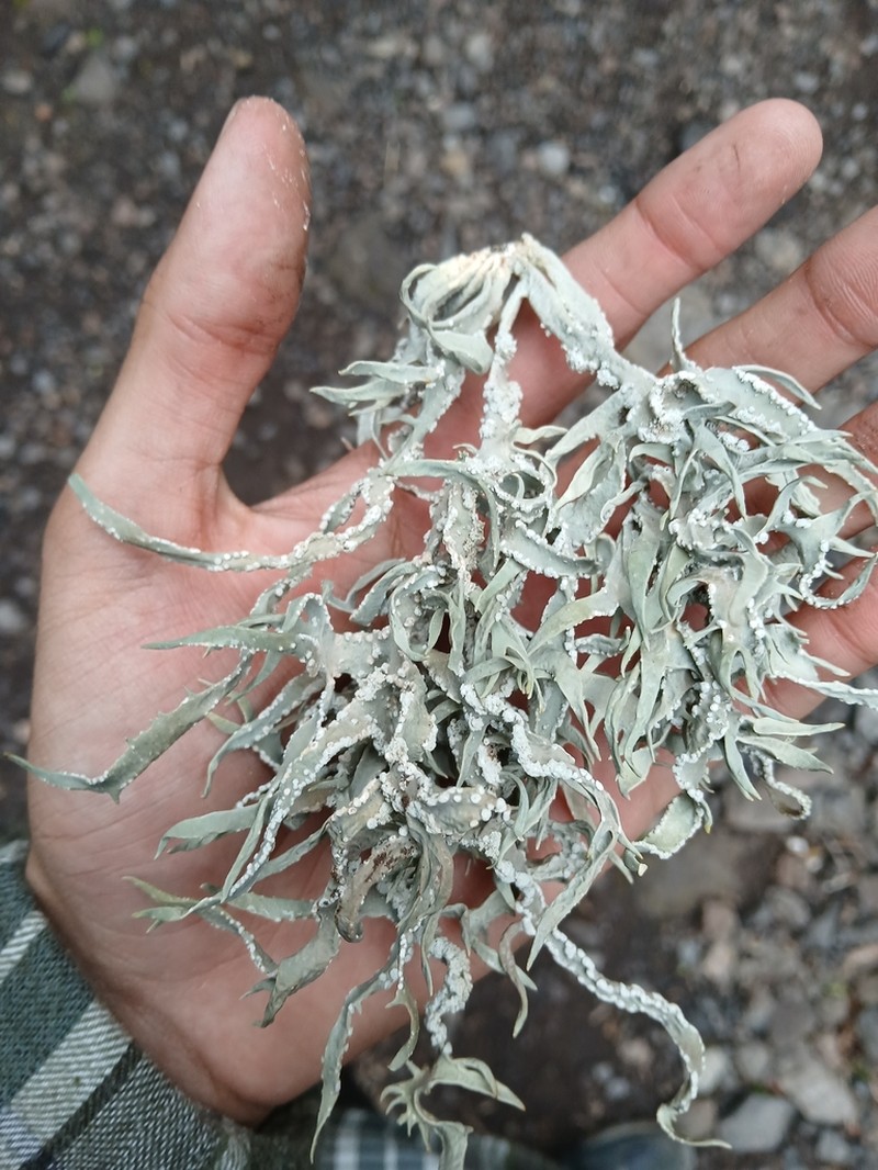 Roccella Lichen photo 2