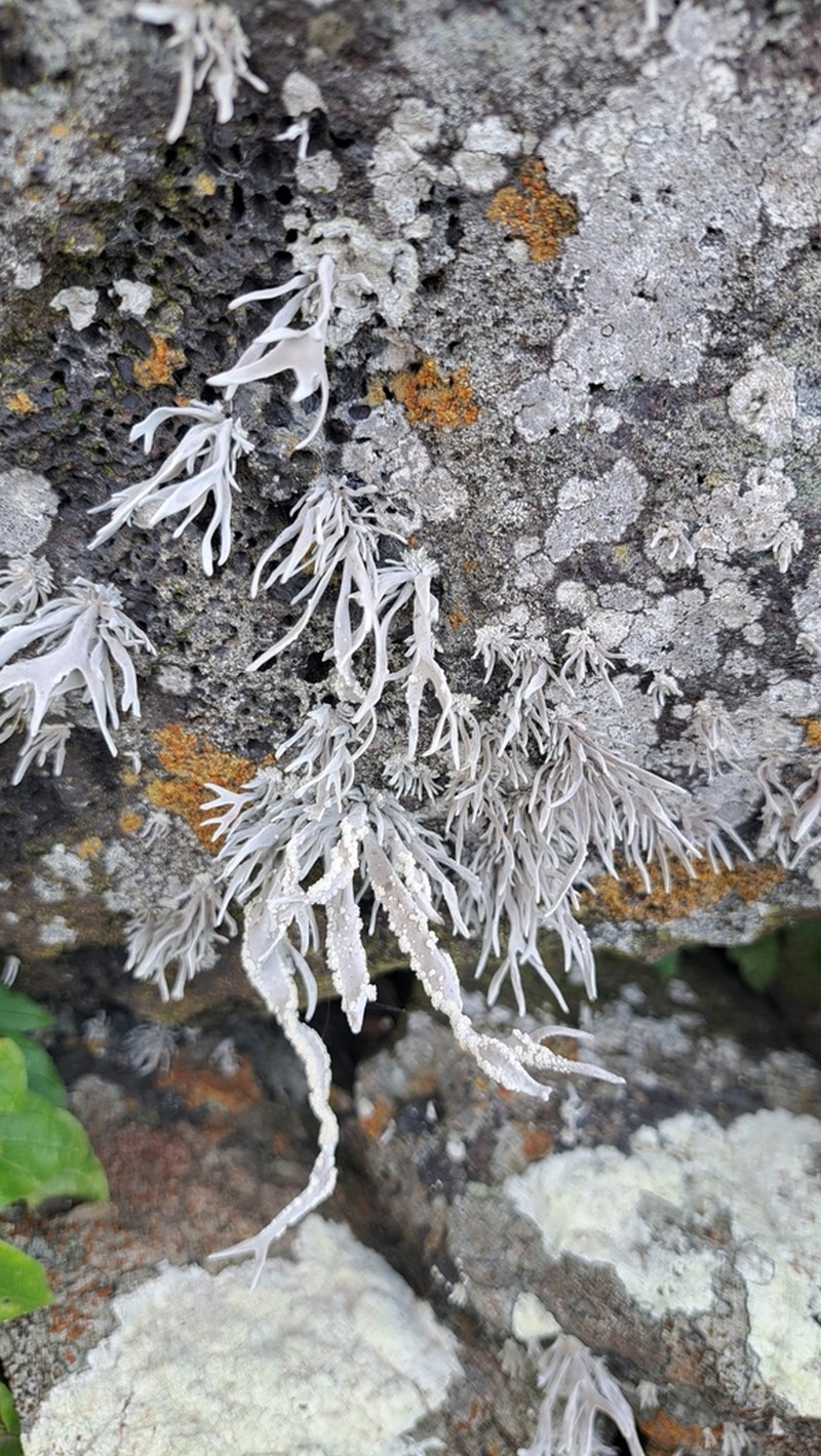 Roccella Lichen photo 3