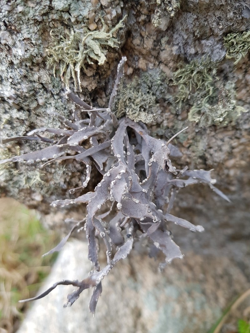 Roccella Lichen photo 4