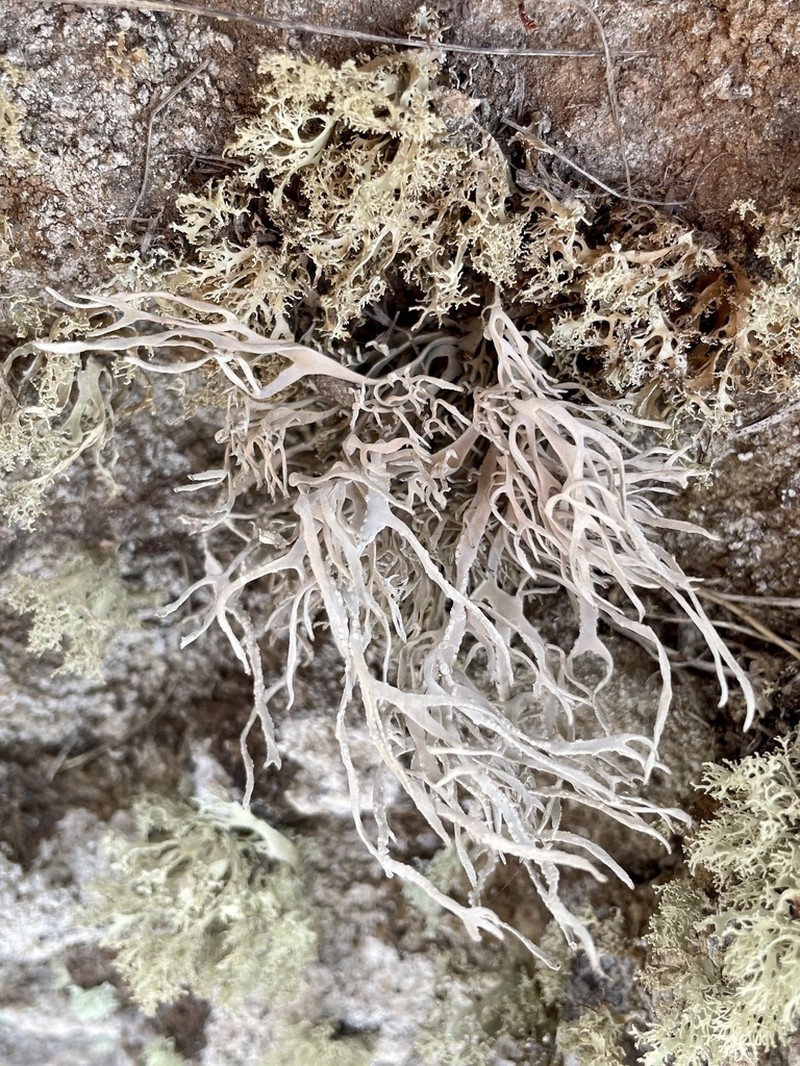 Roccella Lichen photo 5
