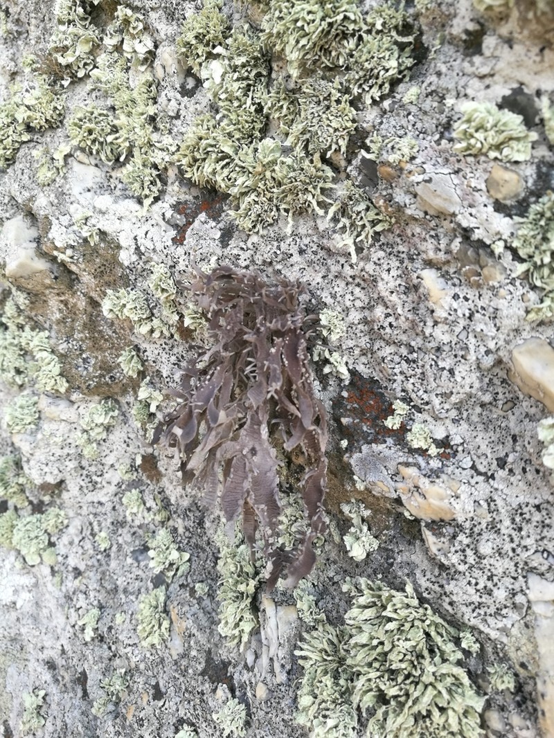 Roccella Lichen photo 6