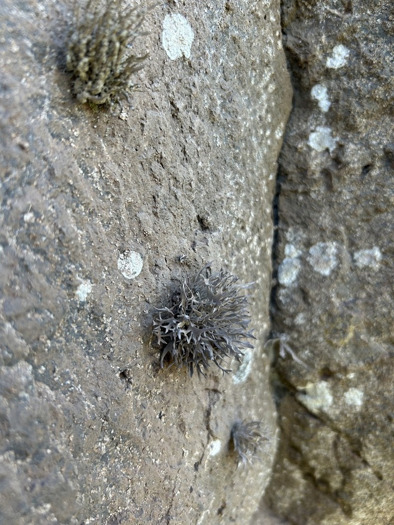 Roccella Lichen photo 7