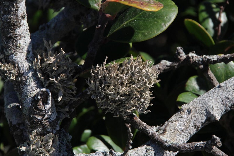 Montagne's Roccella Lichen