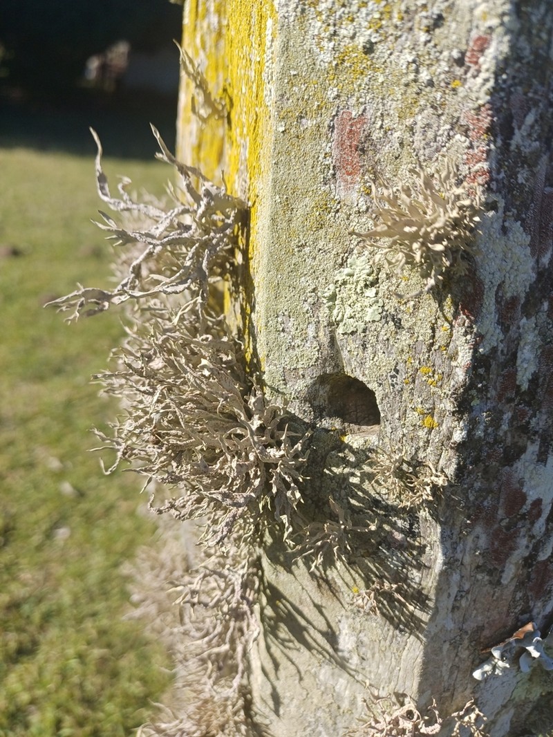 Montagne's Roccella Lichen photo 2