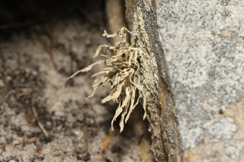 Montagne's Roccella Lichen photo 3