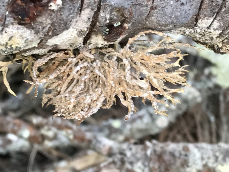Montagne's Roccella Lichen photo 4