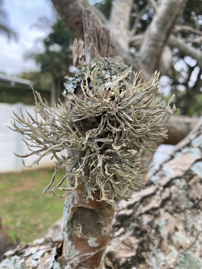Montagne's Roccella Lichen photo 5
