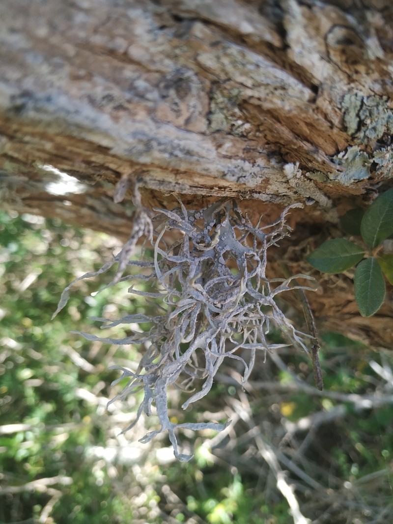 Montagne's Roccella Lichen photo 6