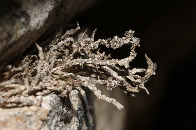 Montagne's Roccella Lichen photo 7