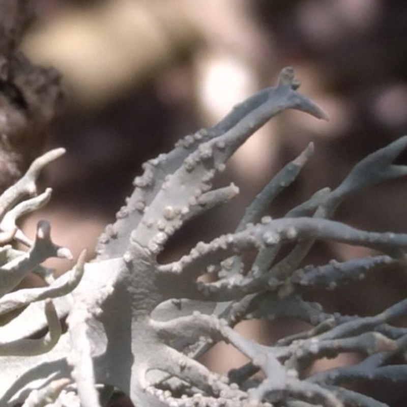 Montagne's Roccella Lichen photo 8