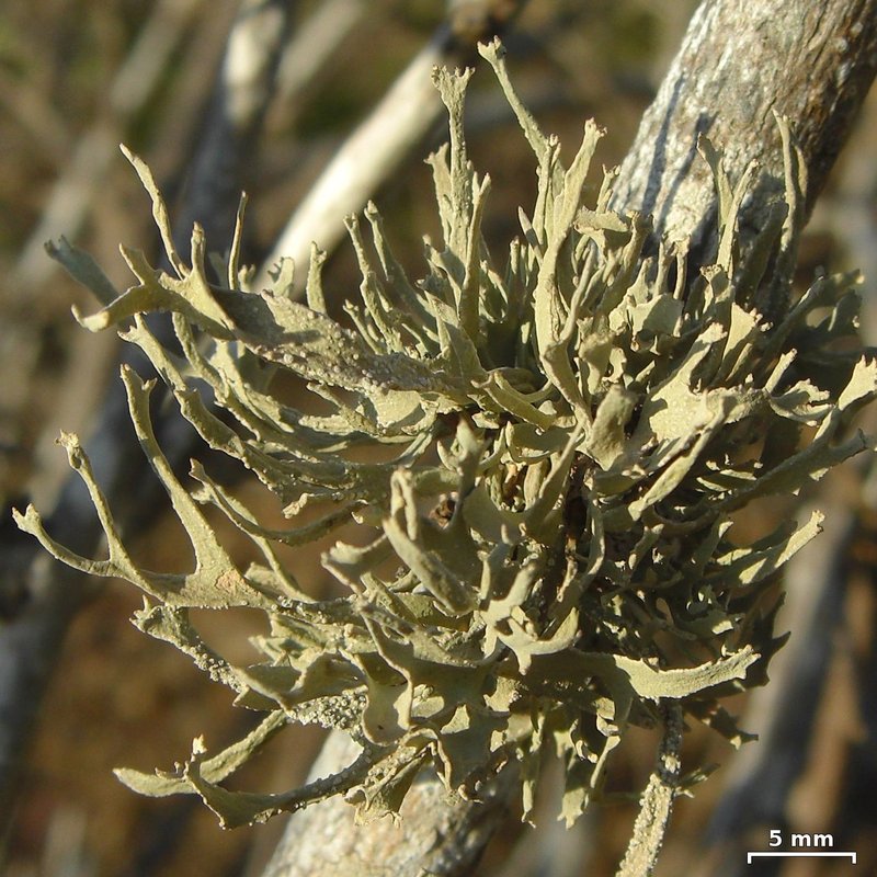 Peru Roccella Lichen