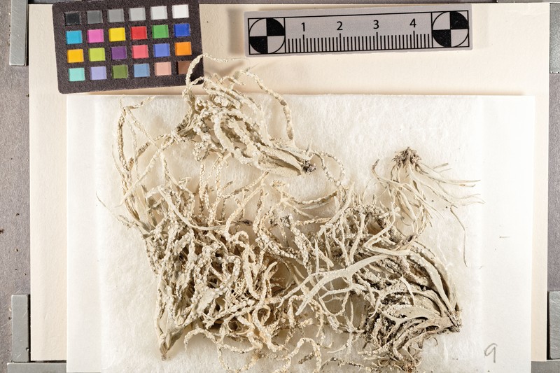 Peru Roccella Lichen