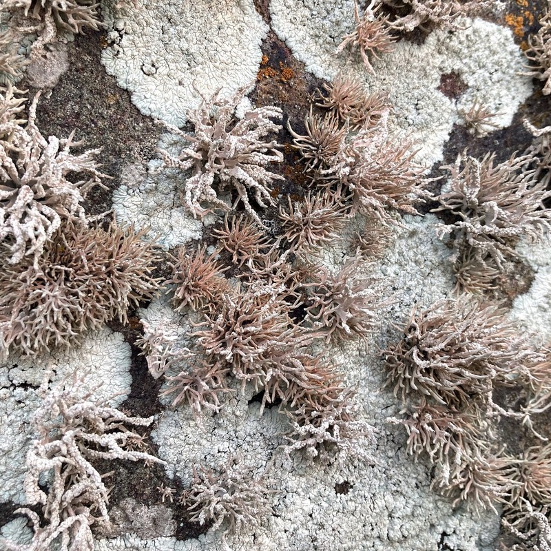 Roccella Lichen photo 2