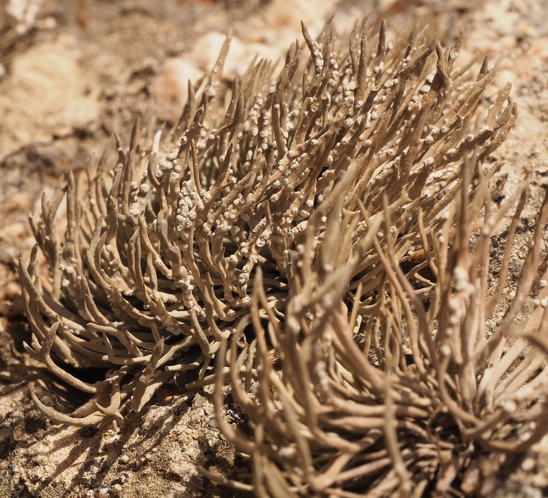 Roccella Lichen photo 3