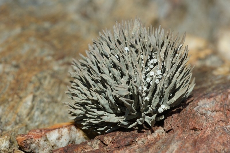 Roccella Lichen photo 4