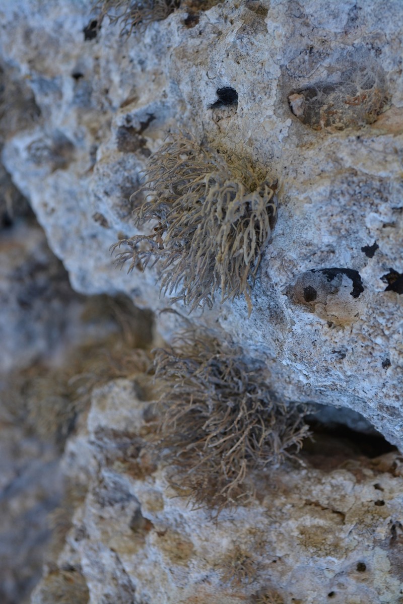 Roccella Lichen photo 5