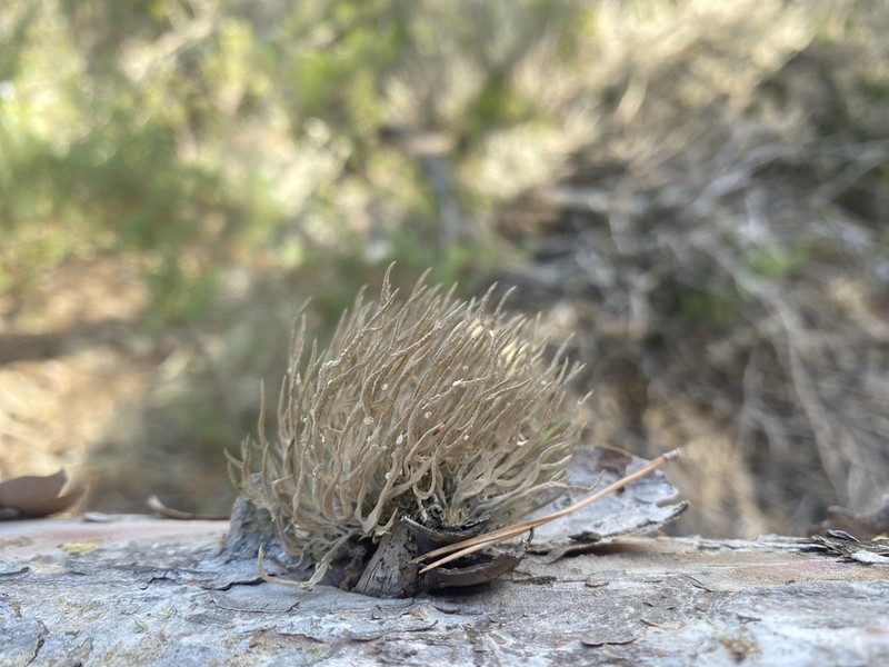 Roccella Lichen photo 6