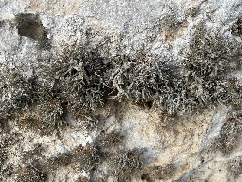 Roccella Lichen photo 7