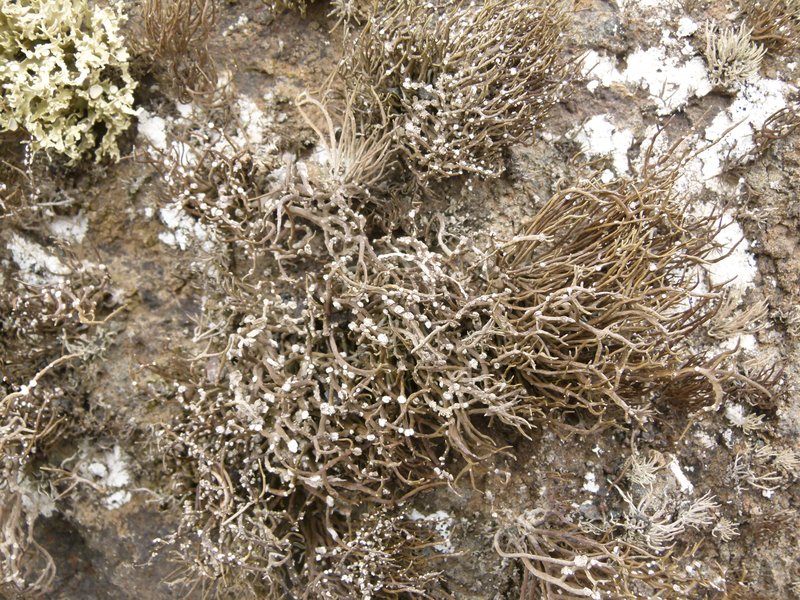 Roccella Lichen