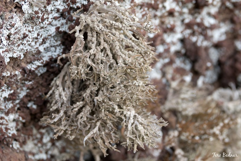 Roccella Lichen photo 2