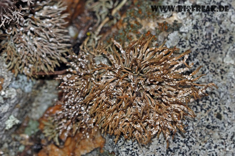 Roccella Lichen photo 3